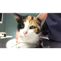 Foto dell\'animale gatto - Matr. 2018/2312 - Microchip 380260043680716