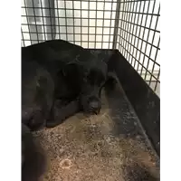 Foto dell\'animale cane - Matr. 2018/2314 - Microchip 380260043686822