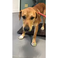 Foto dell\'animale cane - Matr. 2018/2313 - Microchip 380260043686855