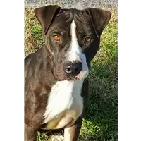 Foto dell\'animale cane - Matr. 2018/2316 - Microchip 380260043680729