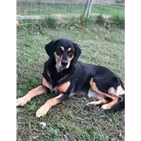 Foto dell\'animale cane - Matr. 2017/0826 - Microchip 380260100506227