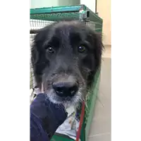 Foto dell\'animale cane - Matr. 2018/2321 - Microchip 380260043527048