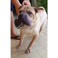 cane - Matr. 2018/1391 - Microchip 804098100057449