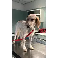 Foto dell\'animale cane - Matr. 2018/2336 - Microchip 380260043680888