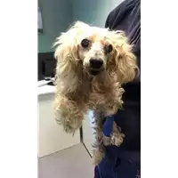 Foto dell\'animale cane - Matr. 2018/2335 - Microchip 380260043686775