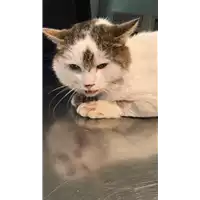 Foto dell\'animale gatto - Matr. 2018/2337 - Microchip 380260043680907