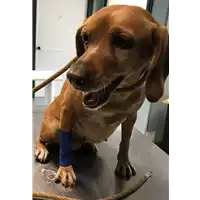 Foto dell\'animale cane - Matr. 2018/2339 - Microchip 380260043687355