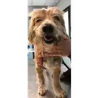 Foto dell\'animale cane - Matr. 2018/1786 - Microchip 380260040202846