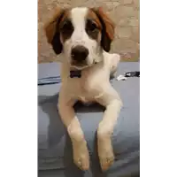Foto dell\'animale cane - Matr. 2017/0166 - Microchip 380260042881253