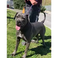 Foto dell\'animale cane - Matr. 2018/2347 - Microchip 380260043681143