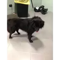 cane - Matr. 2018/2349 - Microchip 380260043687337
