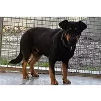 cane - Matr. 2018/2350 - Microchip 380260043686586