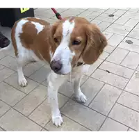 Foto dell\'animale cane - Matr. 2018/2354 - Microchip 380260042268771