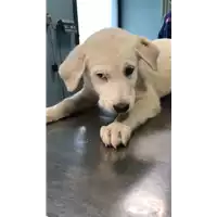 cane - Matr. 2018/2356 - Microchip 380260043680604