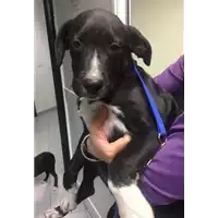 Foto dell\'animale cane - Matr. 2018/2361 - Microchip 380260043527350