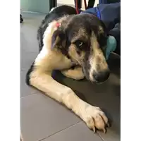 Foto dell\'animale cane - Matr. 2018/2355 - Microchip 380260043680858