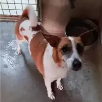 Foto dell\'animale cane - Matr. 2018/2362 - Microchip 380260000554714