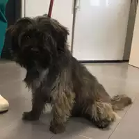 cane - Matr. 2018/2364 - Microchip 380260100365361