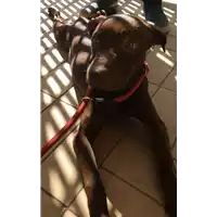 Foto dell\'animale cane - Matr. 2018/2367 - Microchip 380260043680869
