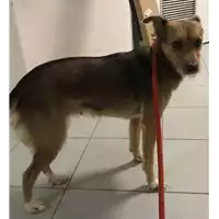 Foto dell\'animale cane - Matr. 2018/2368 - Microchip 380260000159732