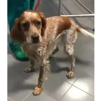 Foto dell\'animale cane - Matr. 2018/2369 - Microchip 380260043224388