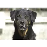 Foto dell\'animale cane - Matr. 2018/2370 - Microchip 380260043687037