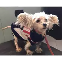 Foto dell\'animale cane - Matr. 2018/2371 - Microchip 380260043640181