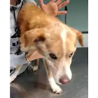Foto dell\'animale cane - Matr. 2018/2372 - Microchip 380260043681125