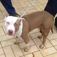Foto dell\'animale cane - Matr. 2018/2373 - Microchip 380260101176166