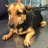 Foto dell\'animale cane - Matr. 2018/2374 - Microchip 380260043686654