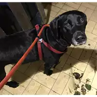 Foto dell\'animale cane - Matr. 2018/2376 - Microchip 380260041507370