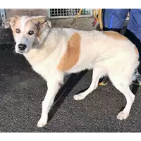 Foto dell\'animale cane - Matr. 2018/2377 - Microchip 380098100658179