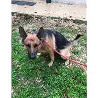 Foto dell\'animale cane - Matr. 2018/2378 - Microchip 380260042908993