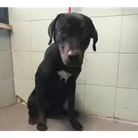 Foto dell\'animale cane - Matr. 2018/2381 - Microchip 380260043639751