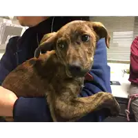 Foto dell\'animale cane - Matr. 2018/2382 - Microchip 380260043687335