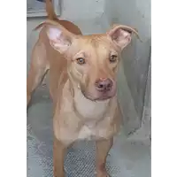 Foto dell\'animale cane - Matr. 2018/2383 - Microchip 380260043686650