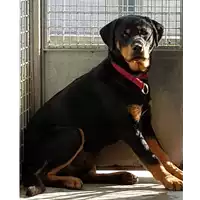 Foto dell\'animale cane - Matr. 2018/2385 - Microchip 380260043680816