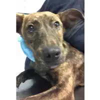 Foto dell\'animale cane - Matr. 2018/2188 - Microchip 380260043686747