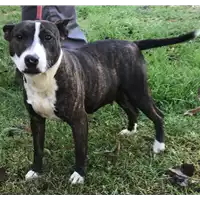 Foto dell\'animale cane - Matr. 2018/2387 - Microchip 380260043853737