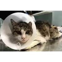 Foto dell\'animale gatto - Matr. 2018/2390 - Microchip 380260043854377