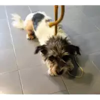 Foto dell\'animale cane - Matr. 2018/2394 - Microchip 380260043853719