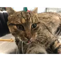 Foto dell\'animale gatto - Matr. 2018/2393 - Microchip 380260043853893