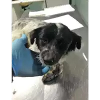 cane - Matr. 2018/2396 - Microchip 380260043854539