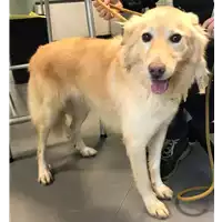 Foto dell\'animale cane - Matr. 2018/2399 - Microchip 380260000435775