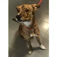 cane - Matr. 2018/2398 - Microchip 380260043853788