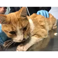Foto dell\'animale gatto - Matr. 2018/2400 - Microchip 380260043853884