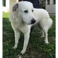Foto dell\'animale cane - Matr. 2018/2402 - Microchip 380260100697324