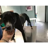 Foto dell\'animale cane - Matr. 2018/1078 - Microchip 380260042816220