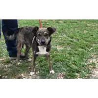 Foto dell\'animale cane - Matr. 2018/2059 - Microchip 380260042933147