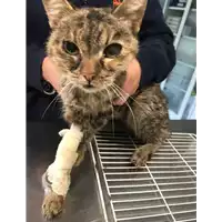 Foto dell\'animale gatto - Matr. 2018/2403 - Microchip 380260043854370